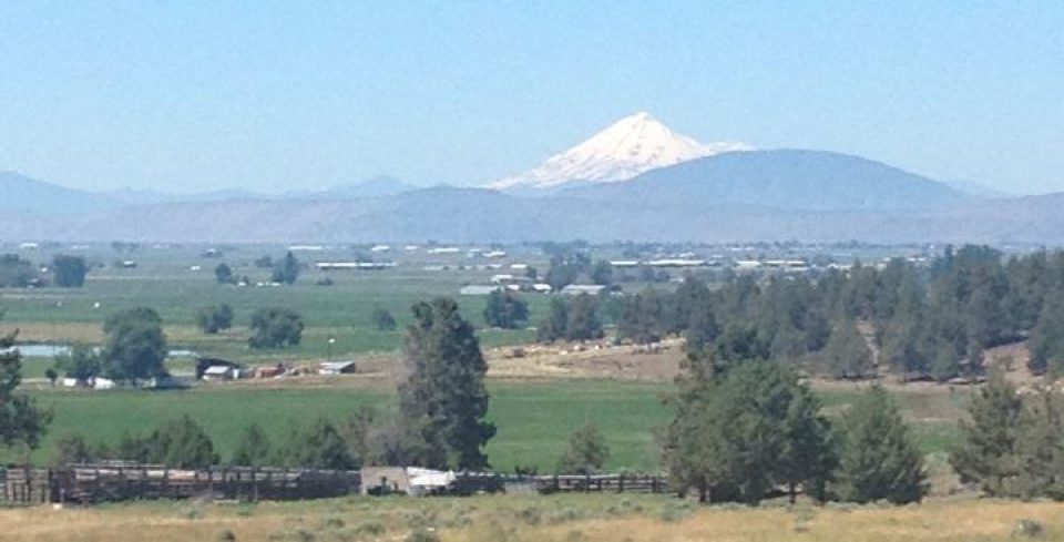 Love and a Mustard  Seed